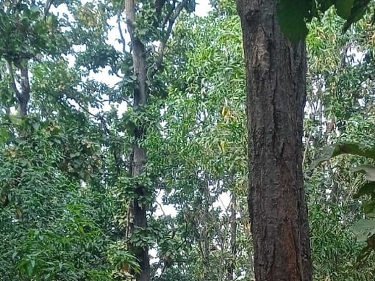 ओडिशा के मयूरभंज में रायरंगपुर का कपि बुरु (फ़ाइल फ़ोटो)