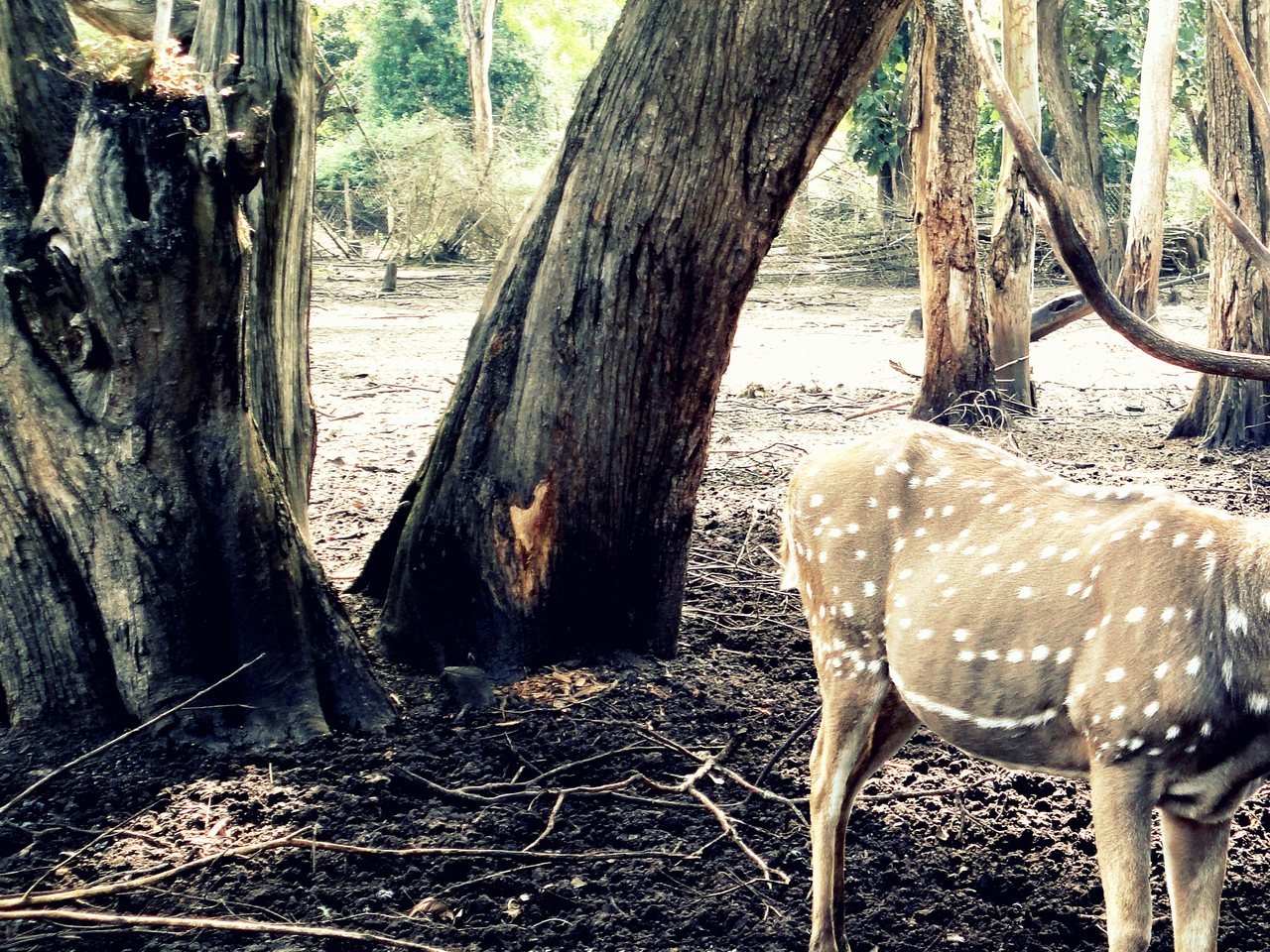 Bannerghatta Biological Park near Bengaluru (file photo)