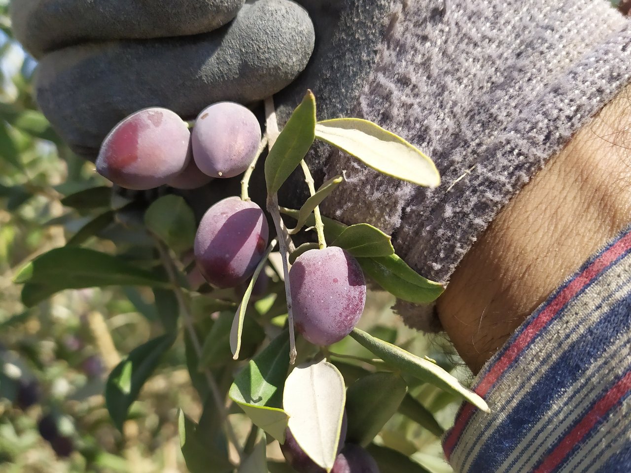 Olive harvest in the West Bank