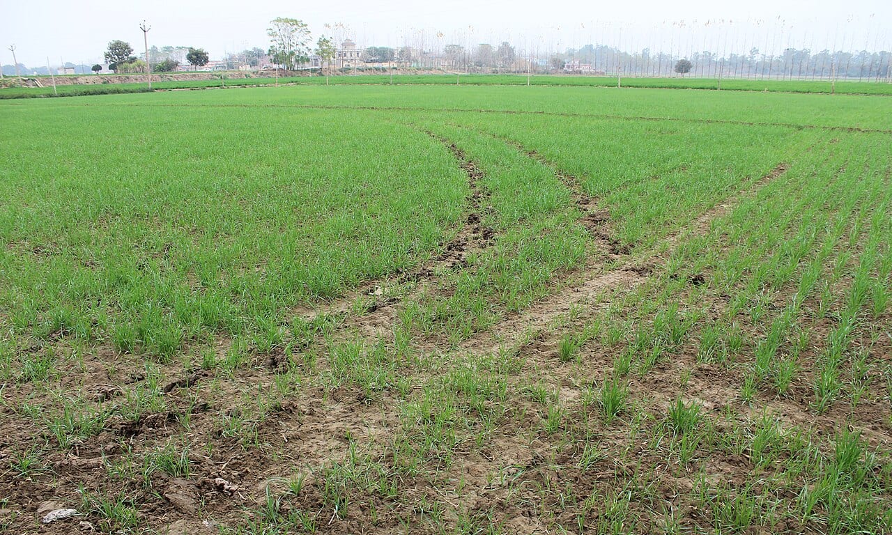 A wheat field in Punjab