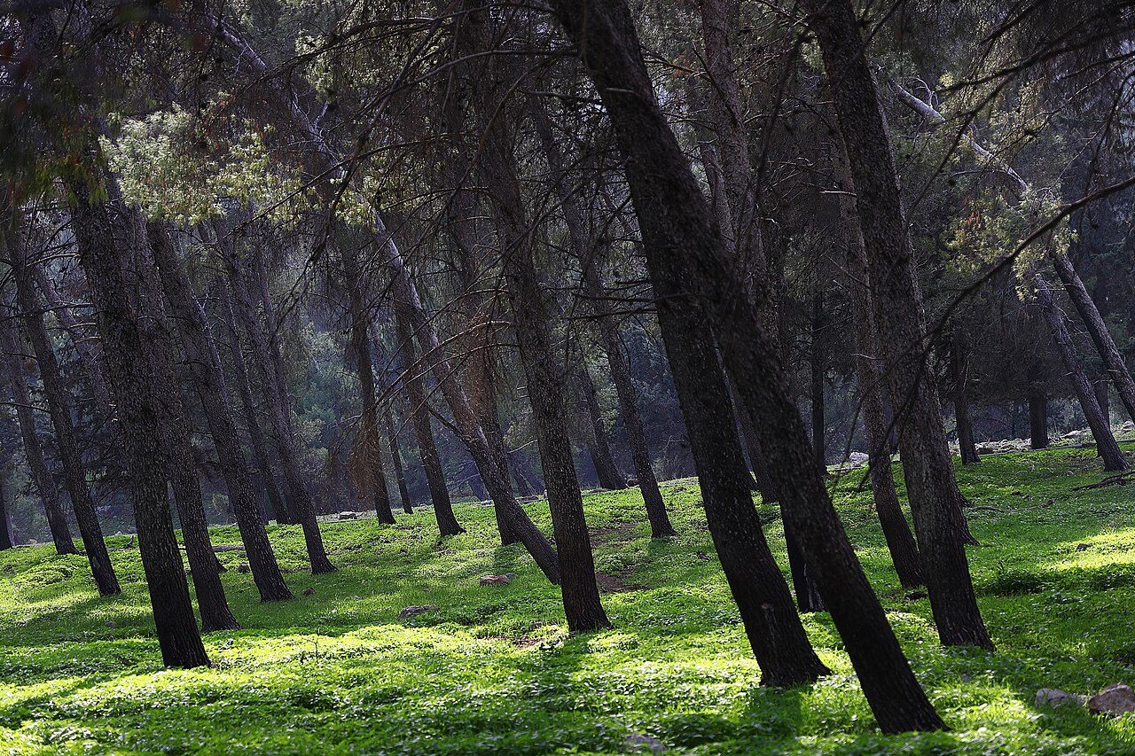 The Ramim Ridge in the Upper Galilee near the Lebanon border